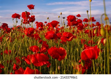 Red poppies. Poppy field in full bloom against sunlight. Remembrance day, Anzac Day. Poppy flower field. Summer and spring, poppy seed.