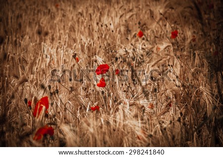 Similar – Image, Stock Photo small red Agriculture