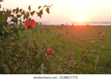 Red Poppies and sunset over the Salzhaff on the baltic sea coast - Powered by Shutterstock