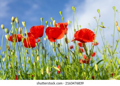 Red poppies in tall green grass with bright blue sky with white clouds on a sunny day 