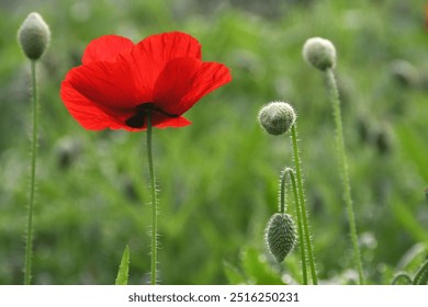 Red Poppies are a vibrant addition to any wildflower garden or meadow! easy-to-grow mixture contains a colourful blend of red, pink, white and double poppies.  - Powered by Shutterstock