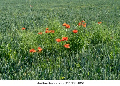 Red Poppies Weeds In A Wheat Field.