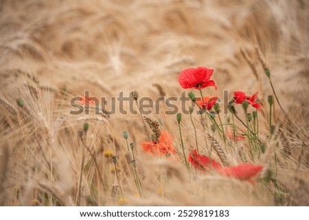 Image, Stock Photo small red Agriculture