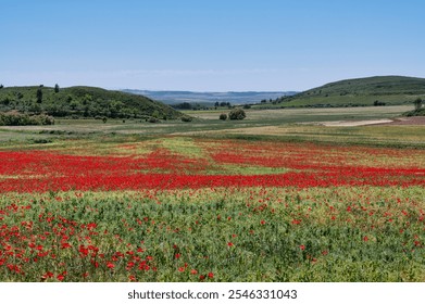 Red Poppies in a wheat field in Spain - Powered by Shutterstock