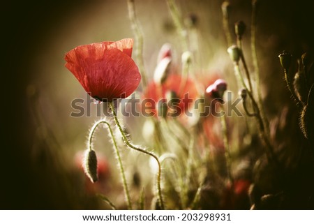 Similar – Hand touching a red poppy