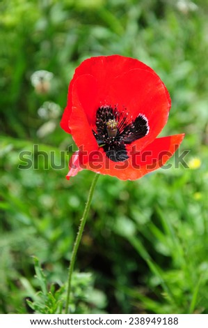 Image, Stock Photo Poppy blossom in a cereal field