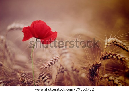 Similar – Poppy flower in a cereal field