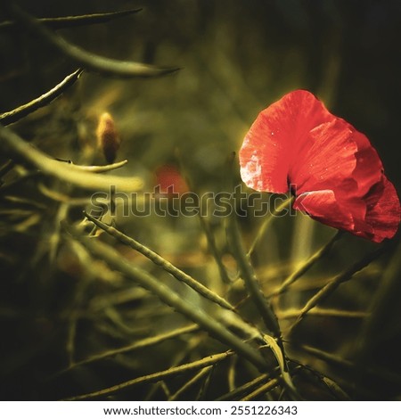 Hand touching a red poppy