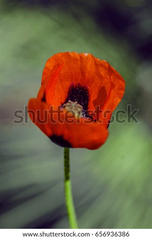 Similar – Summer poppy flower