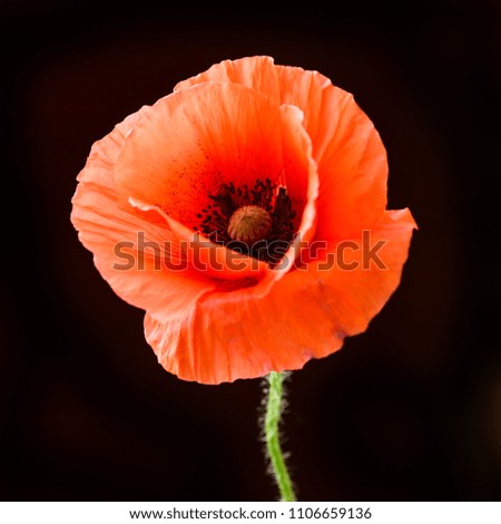 Similar – Foto Bild leuchtend Mohn Blume