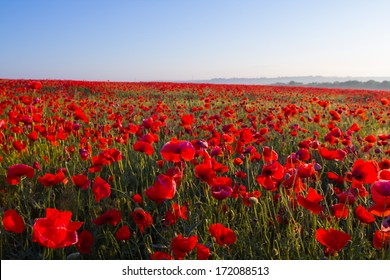 Red Poppy Field