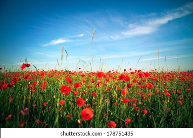 Red Poppy Field