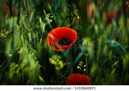 Similar – #A# Red field Art Esthetic