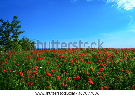 Similar – Image, Stock Photo poppy blossom Poppy field