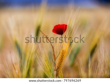 Similar – Poppy flower in a cereal field