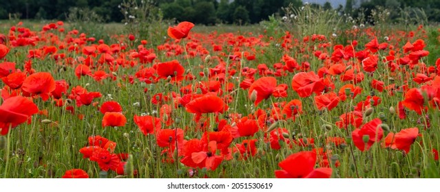 Red Poppy Field Flanders Belgium Battlefield Remembrance background texture image