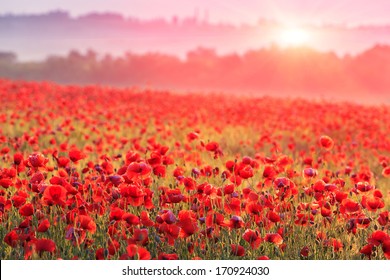 Red Poppy Fields High Res Stock Images Shutterstock