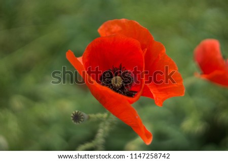 Similar – Summer poppy flower