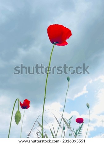 Similar – Rote Mohnblumen und Mohnknospen vor blauem Himmel