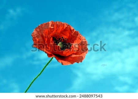 Similar – Image, Stock Photo Clapping poppies backlit under sunny sky