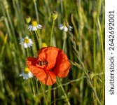A red poppy flower with a beetle (Trichodes apiarius) on its petal, growing next to chamomile flowers in a green summer field.