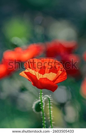 Red Poppy Flower in Bloom with Dew in Sunlight. Vertical crop.