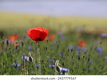 red poppy flower in a blue flax field in summer - Powered by Shutterstock