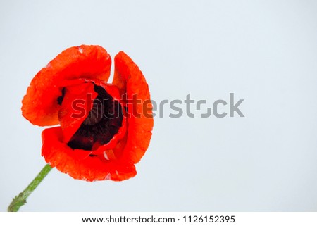 Similar – poppy day Colour photo