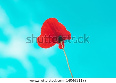 Similar – poppy day Colour photo