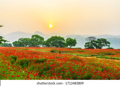 南楊州市hd Stock Images Shutterstock