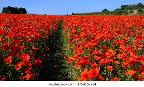 Red poppy flower field with walk path. English countryside. Picturesque wide shot. Sunny summer day.