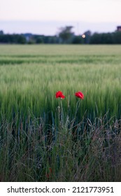 Red poppy flower growing next to a crop farm field in Skåne Sweden