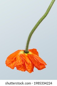 Red Poppy Flower Hanging Upside Down Mockup