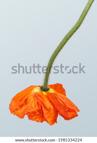 Red poppy flower hanging upside down mockup