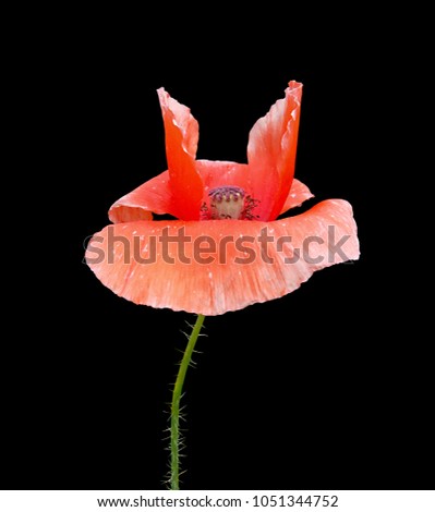 Similar – Foto Bild leuchtend Mohn Blume