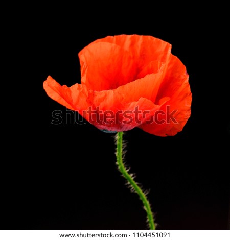 Foto Bild leuchtend Mohn Blume