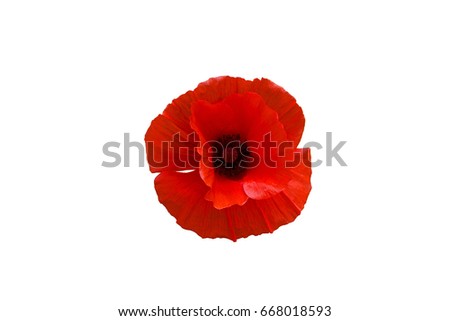 Red poppy flower isolated on white background, top view