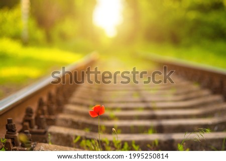 Red poppy flower on a railroad track.