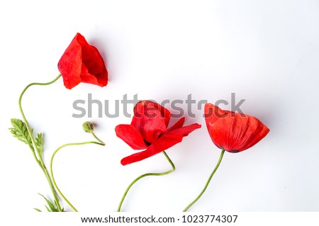 Red Poppy flower on white background top view