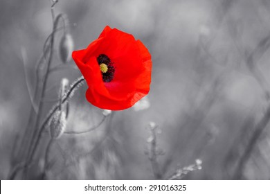 Red Poppy Flower For Remembrance Day / Sunday