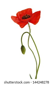 Red Poppy Flower With Young Bud, Isolated