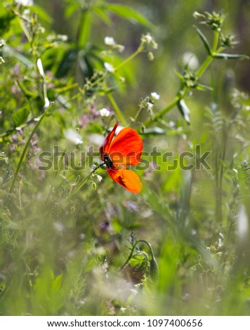 Similar – Image, Stock Photo Lemon butterfly fluttering in blue sky over corn poppy