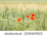 Red poppy flowers are adding a splash of color to a field of green wheat