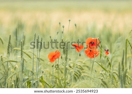 Similar – Foto Bild Mohnblumen auf einem Feld bei Sonnenuntergang in den Bergen an einem nebligen, sonnigen Tag.