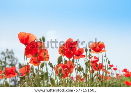 Similar – Image, Stock Photo Flowering poppy