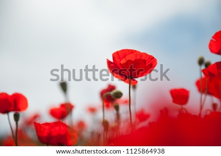 Red poppy flowers against the sky. Shallow depth of field