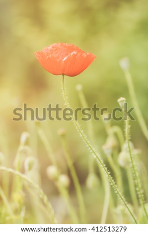 Similar – Image, Stock Photo Tuesday poppy, orange and red