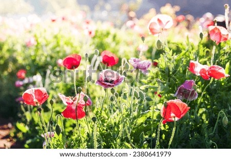 Red poppy flowers in Chiengmai - North of Thailand.