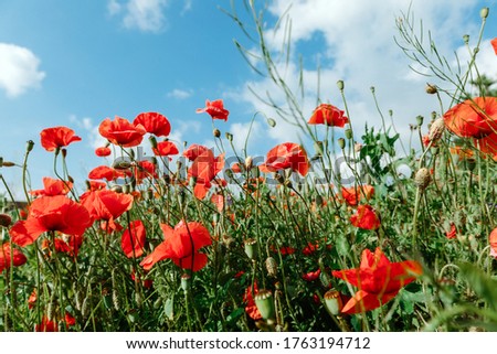 Similar – Image, Stock Photo Poppy blossom in a cereal field