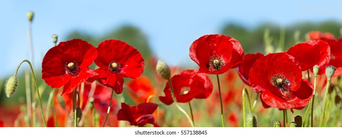red poppy images stock photos vectors shutterstock
